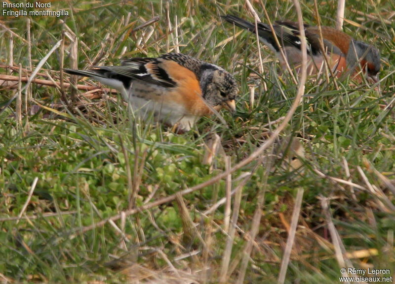 Brambling