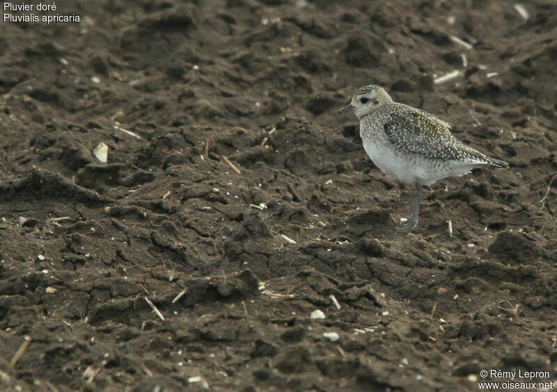 European Golden Plover