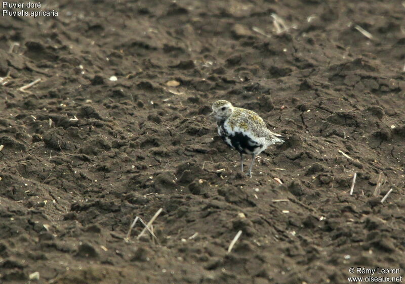 European Golden Plover