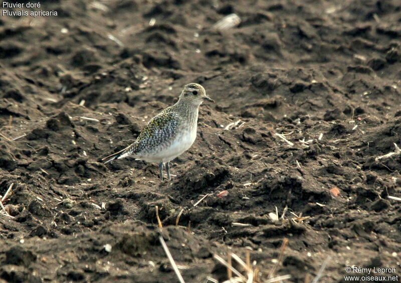 European Golden Plover