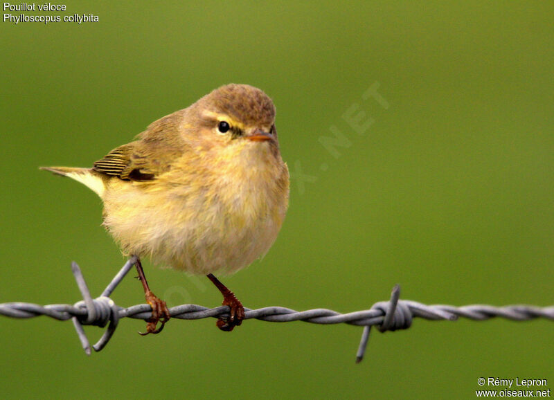 Common Chiffchaffadult