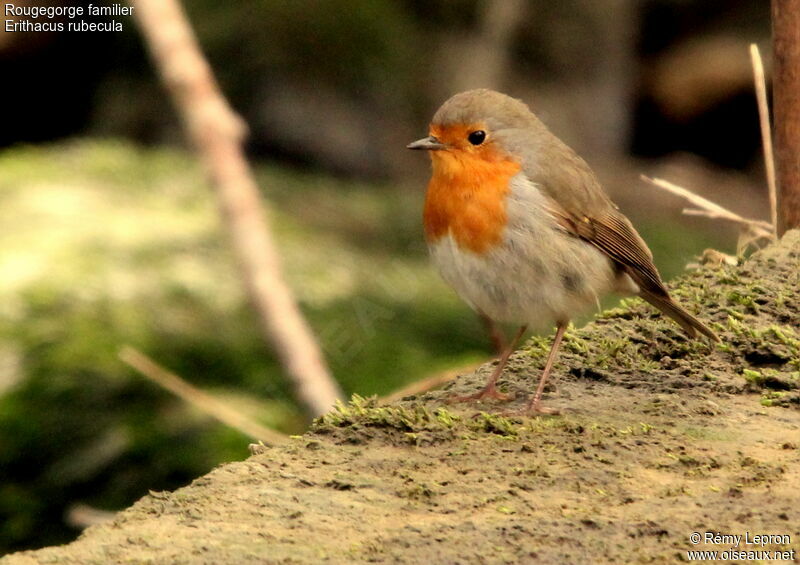 European Robin