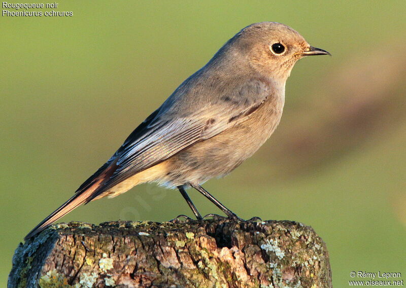 Black Redstart female adult