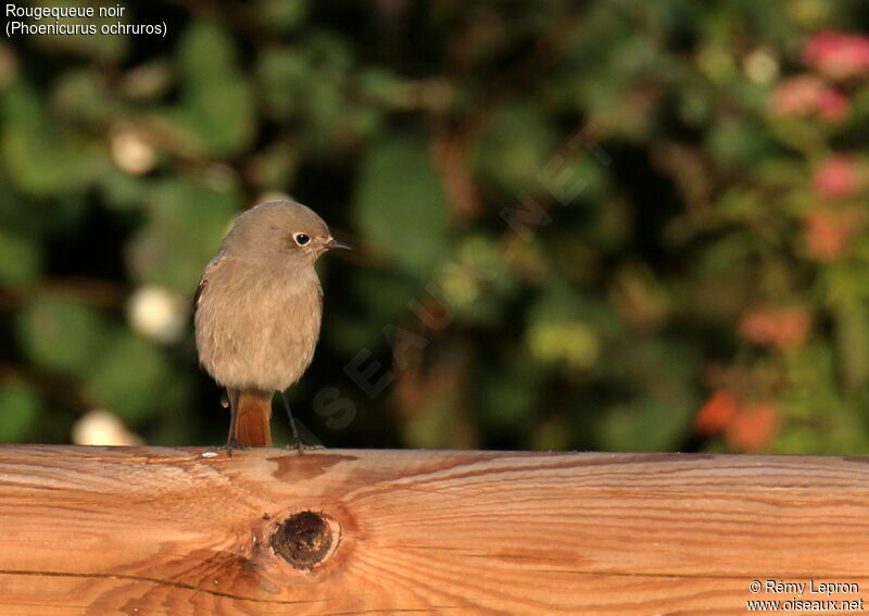 Black Redstart female adult