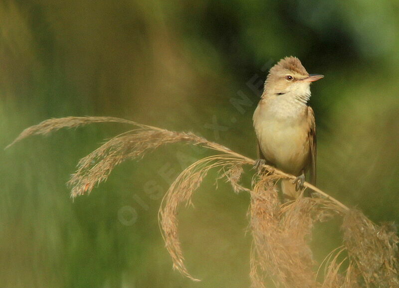 Rousserolle turdoïde, identification, chant, Comportement