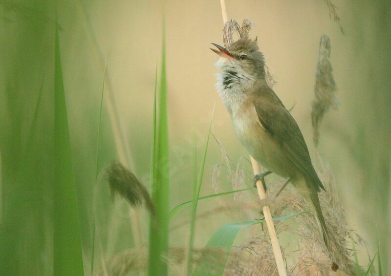 Great Reed Warbler