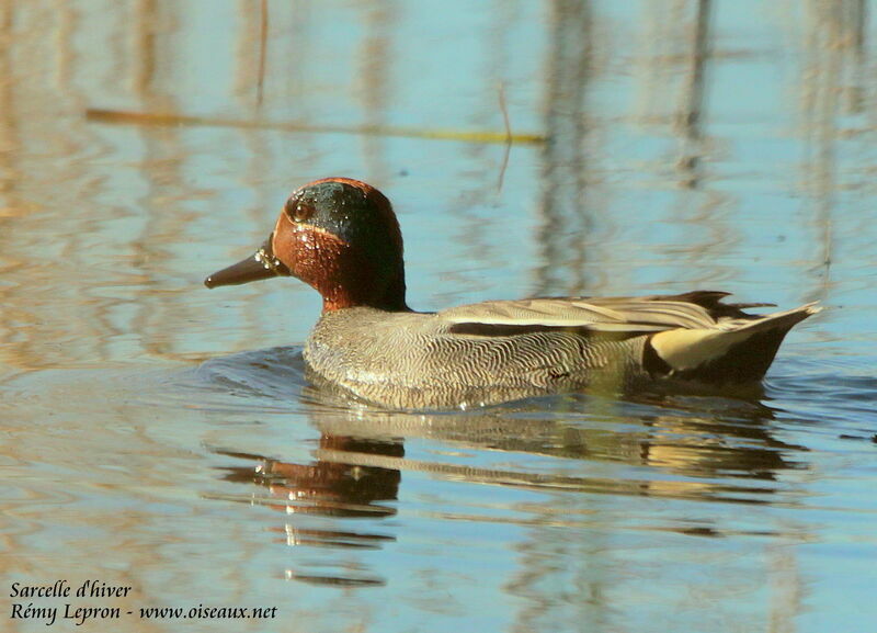 Eurasian Teal male adult