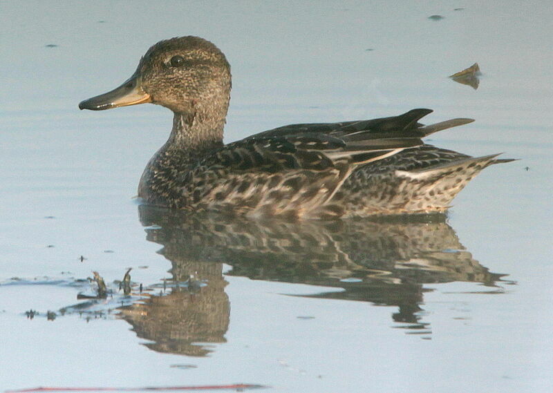 Eurasian Teal female