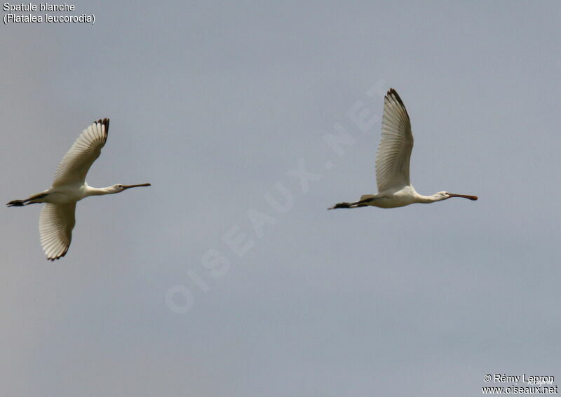 Eurasian Spoonbill