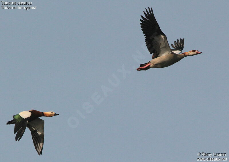 Ruddy Shelduck