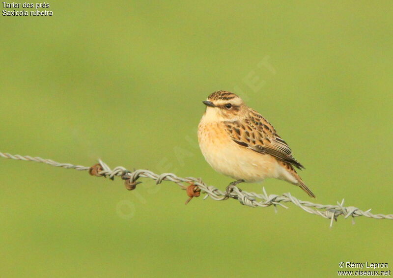 Whinchat