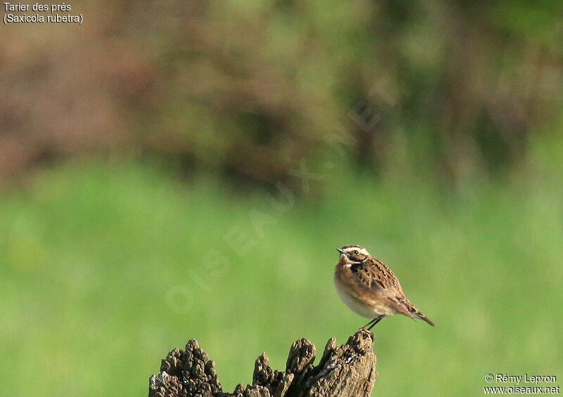 Whinchat male adult breeding