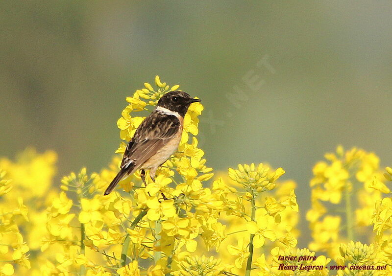 European Stonechat male adult, identification