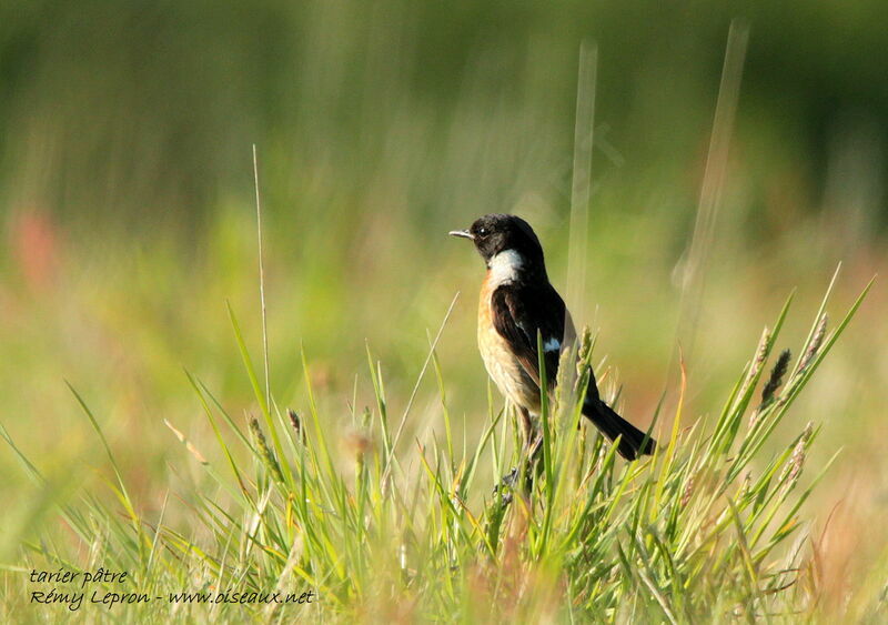 European Stonechat male adult