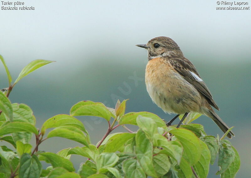 European Stonechat female adult