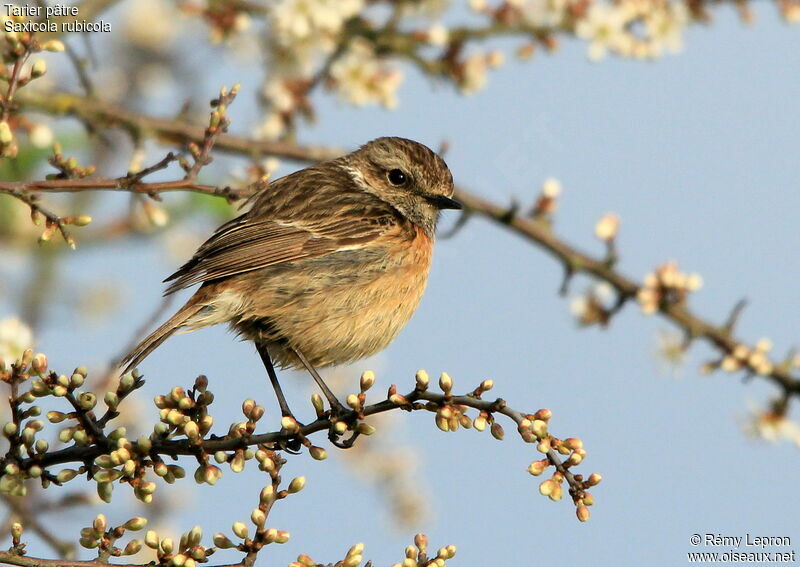 European Stonechat female adult