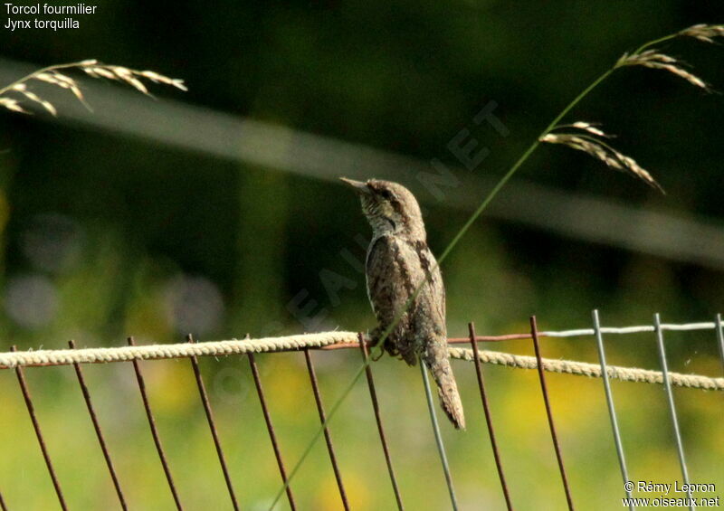 Eurasian Wryneck