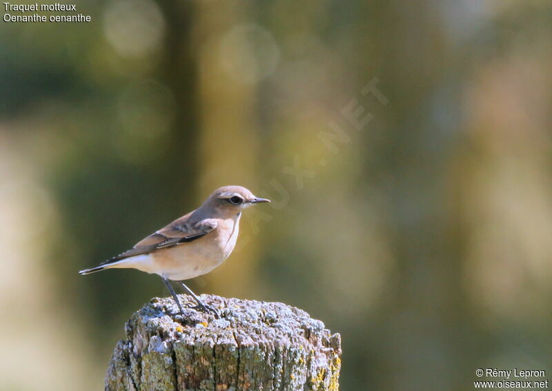 Northern Wheatear female adult