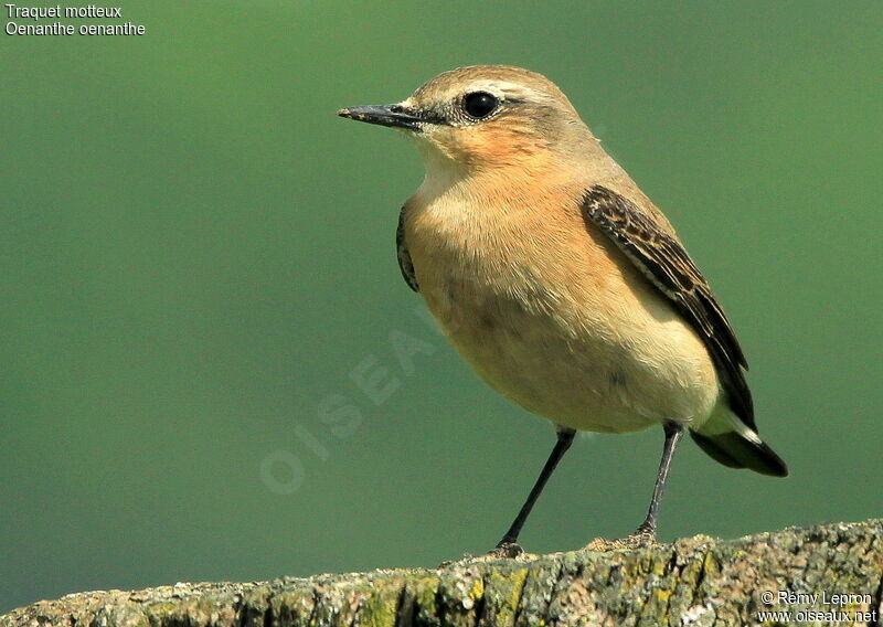 Northern Wheatear