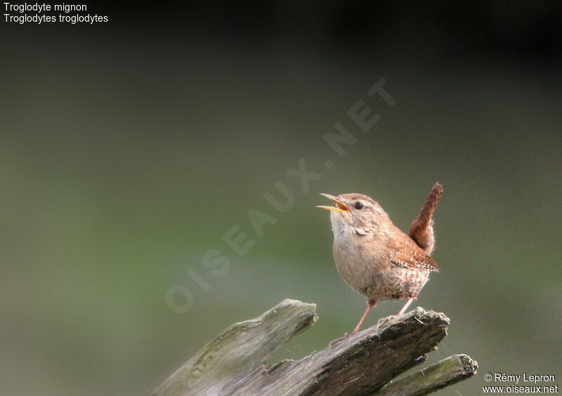 Eurasian Wren male adult