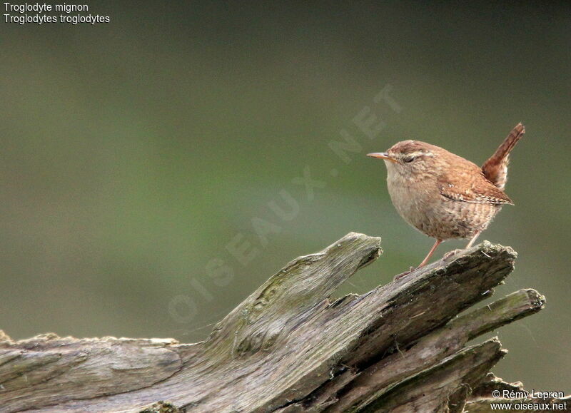 Eurasian Wren male adult