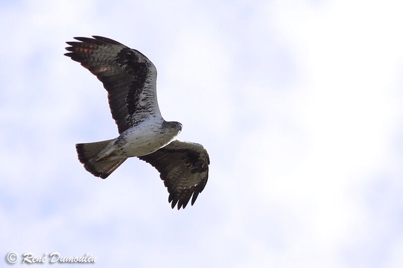 Bonelli's Eagleadult, Flight