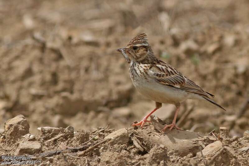 Woodlarkadult, feeding habits, Reproduction-nesting