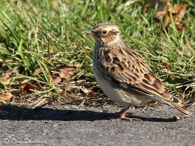 Woodlark, identification