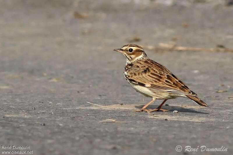 Woodlark, identification