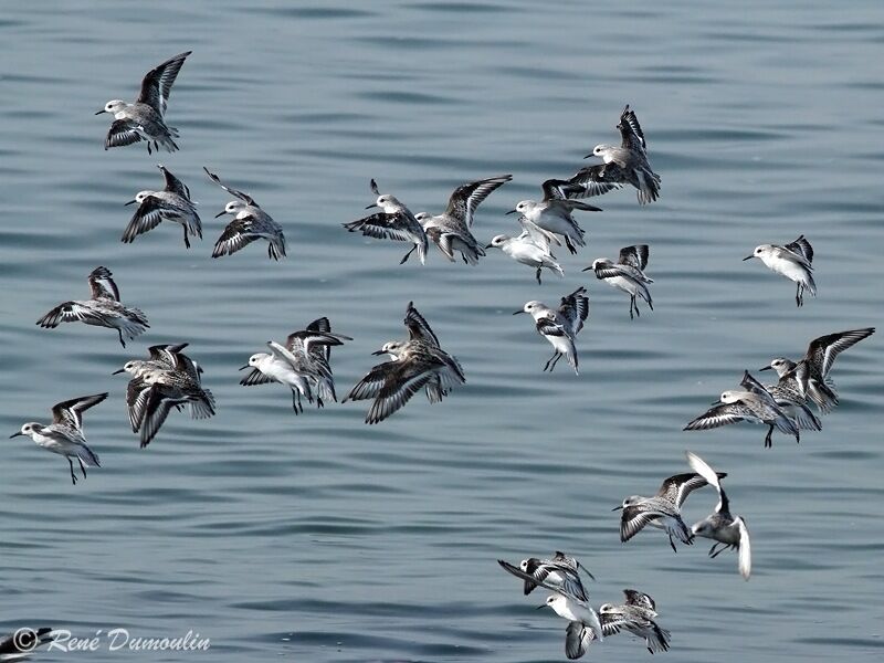 Sanderling, Flight