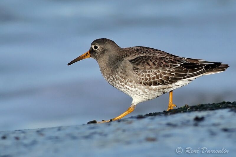 Purple Sandpiper, identification