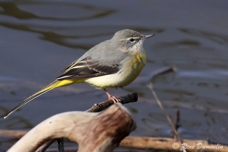 Bergeronnette des ruisseaux femelle, identification