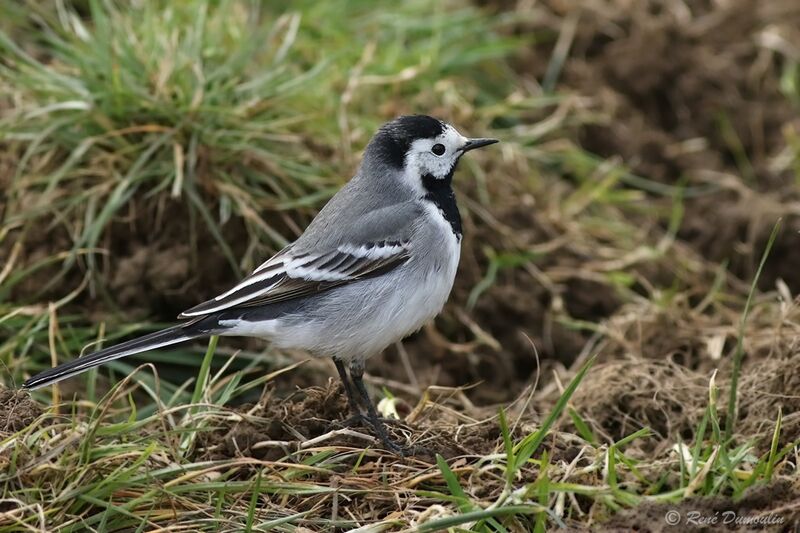 White Wagtail male adult breeding, identification