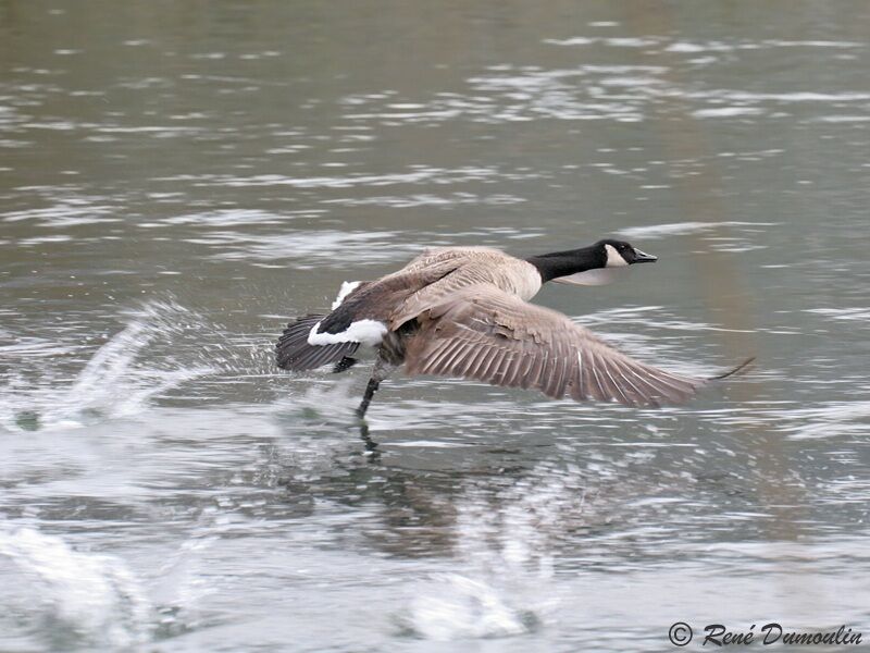 Canada Gooseadult