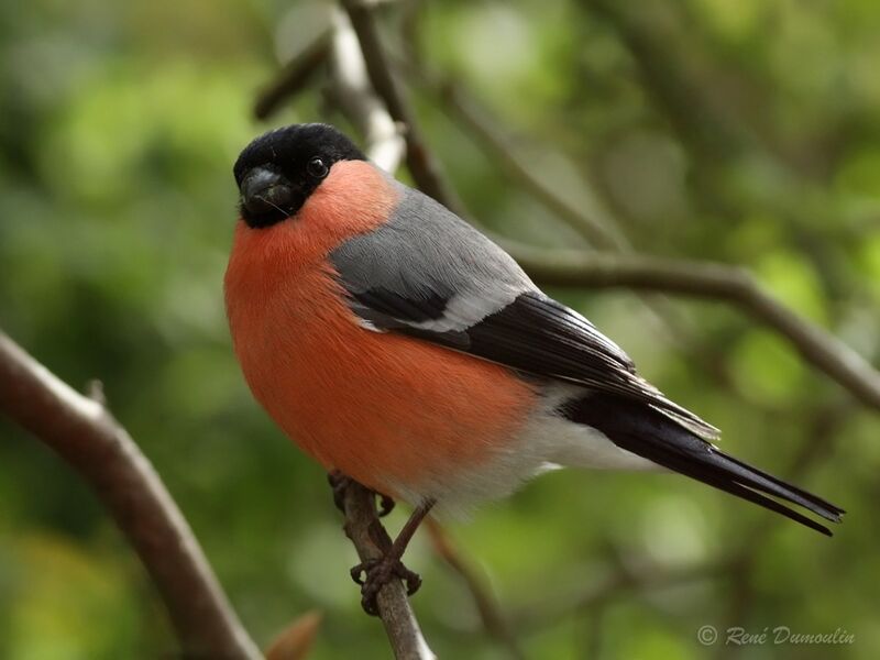 Eurasian Bullfinch male adult, identification