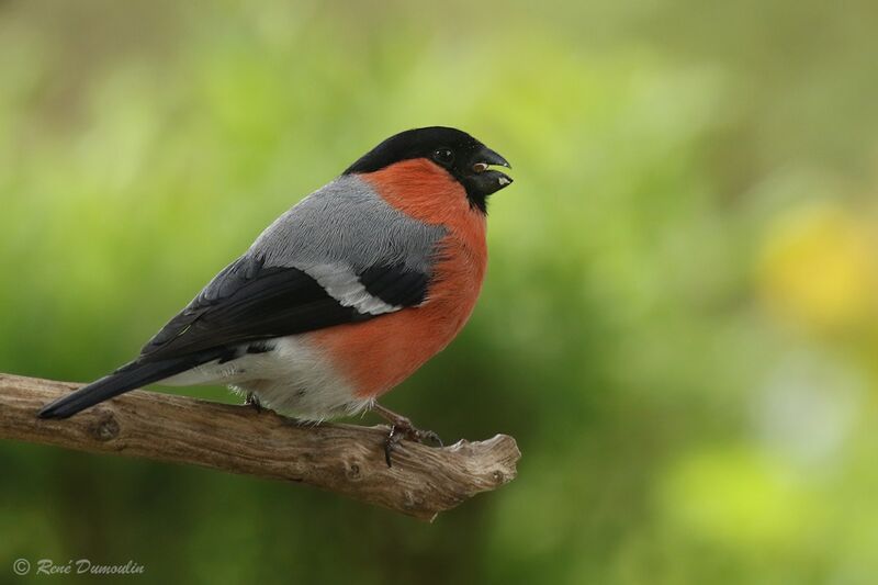 Eurasian Bullfinch male adult breeding, identification