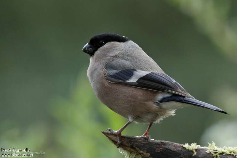 Eurasian Bullfinch female adult, identification