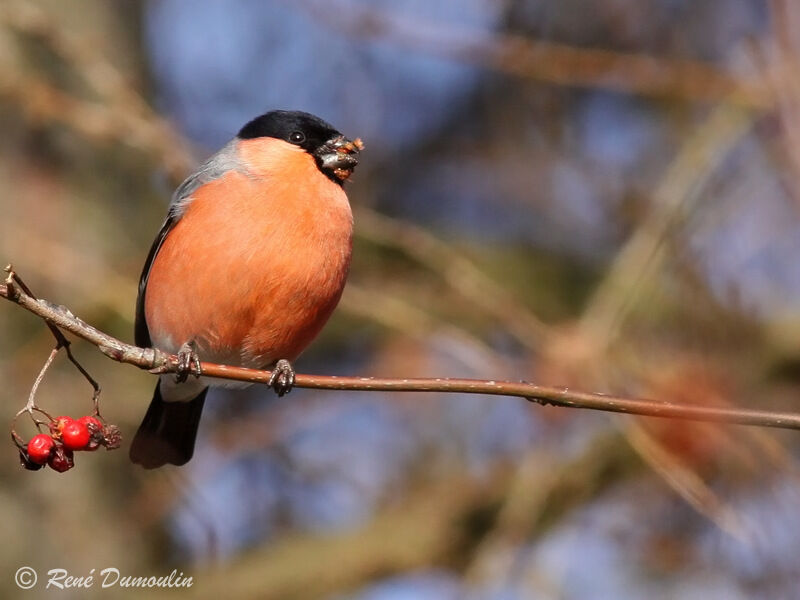 Eurasian Bullfinch male adult, identification, feeding habits