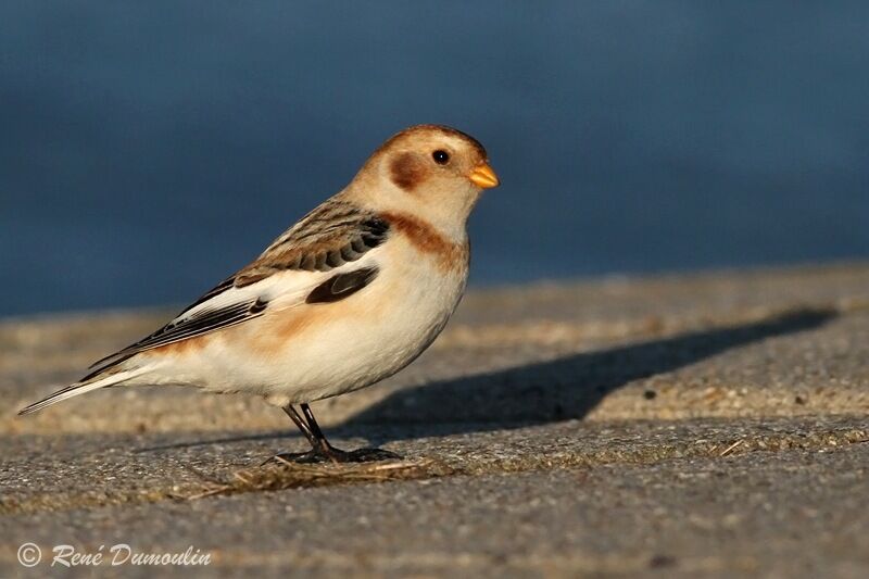 Snow Bunting male, identification