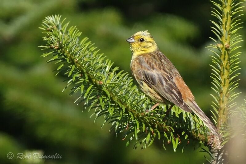 Bruant jaune mâle adulte nuptial, identification