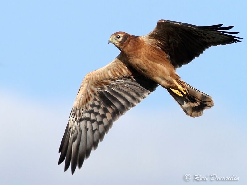 Montagu's Harrierjuvenile, Flight