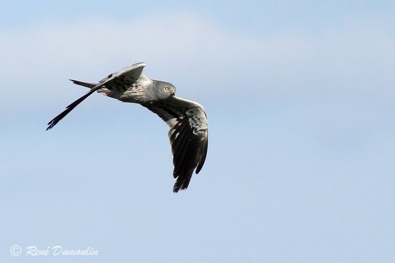 Montagu's Harrier male adult, Flight