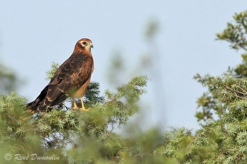 Montagu's Harrierjuvenile, identification