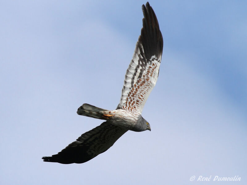 Montagu's Harrier male adult, Flight