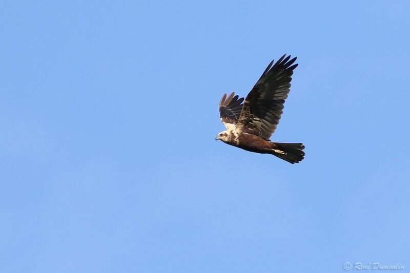 Western Marsh Harrier