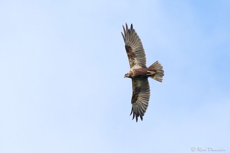 Western Marsh Harrier