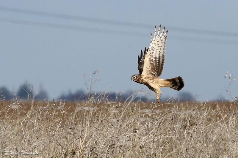 Hen Harrier female, Flight