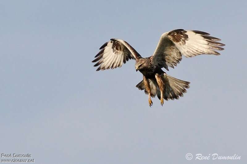 Rough-legged BuzzardFirst year, Flight, Behaviour