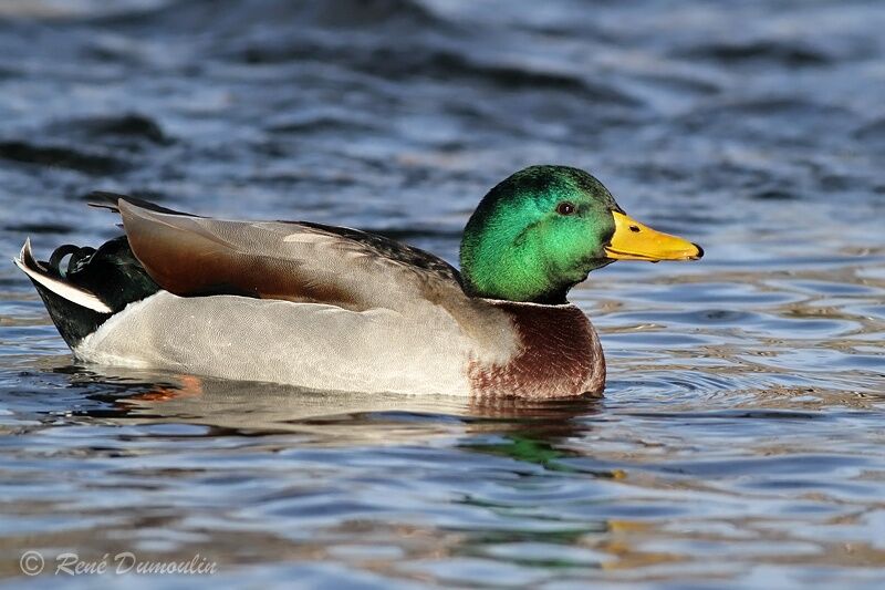 Mallard male adult breeding, identification