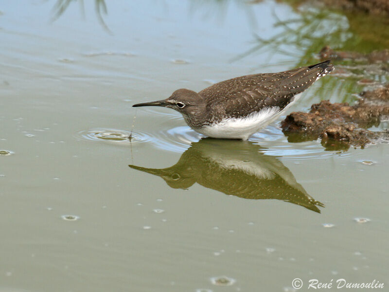 Green Sandpiper